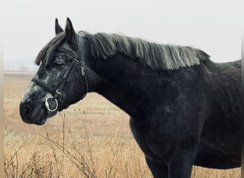 Altri pony/cavalli di piccola taglia, Castrone, 6 Anni, 147 cm, Grigio ferro