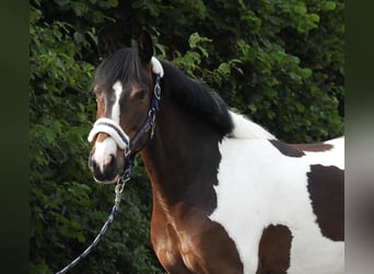 Altri pony/cavalli di piccola taglia, Castrone, 6 Anni, 147 cm, Pezzato