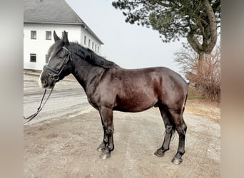 Altri pony/cavalli di piccola taglia, Castrone, 6 Anni, 148 cm, Morello