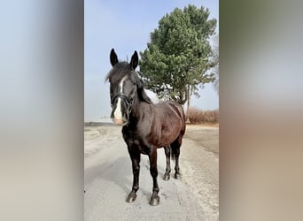 Altri pony/cavalli di piccola taglia, Castrone, 6 Anni, 148 cm, Morello
