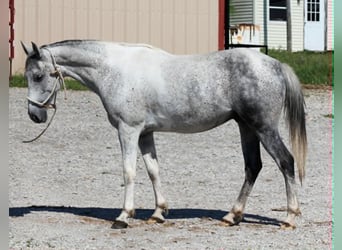 Altri pony/cavalli di piccola taglia, Castrone, 6 Anni, 150 cm, Grigio