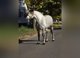 Altri pony/cavalli di piccola taglia, Castrone, 6 Anni, 152 cm, Grigio pezzato