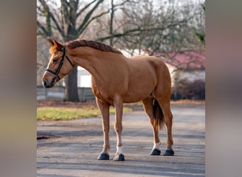 Altri pony/cavalli di piccola taglia, Castrone, 6 Anni, 152 cm, Sauro