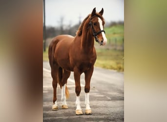 Altri pony/cavalli di piccola taglia Mix, Castrone, 6 Anni, 153 cm, Sauro