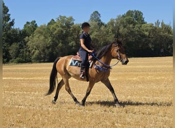Altri pony/cavalli di piccola taglia, Castrone, 6 Anni, 154 cm, Falbo