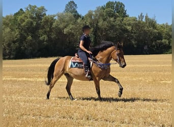 Altri pony/cavalli di piccola taglia, Castrone, 6 Anni, 154 cm, Falbo