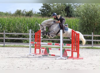 Altri pony/cavalli di piccola taglia, Castrone, 6 Anni, 165 cm, Leardo