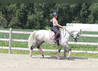 Altri pony/cavalli di piccola taglia, Castrone, 6 Anni, 165 cm, Leardo