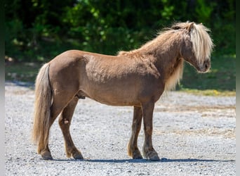 Altri pony/cavalli di piccola taglia, Castrone, 6 Anni, 91 cm, Baio
