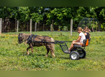Altri pony/cavalli di piccola taglia, Castrone, 6 Anni, 91 cm, Baio