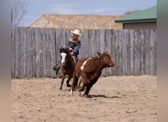 Altri pony/cavalli di piccola taglia, Castrone, 6 Anni, 97 cm, Baio ciliegia