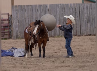 Altri pony/cavalli di piccola taglia, Castrone, 6 Anni, 97 cm, Baio ciliegia