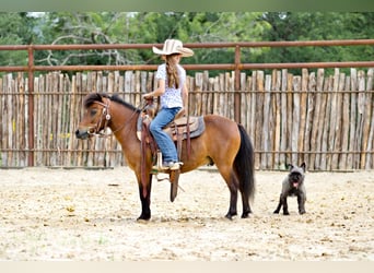 Altri pony/cavalli di piccola taglia, Castrone, 6 Anni, 97 cm, Baio ciliegia