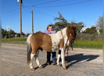 Altri pony/cavalli di piccola taglia, Castrone, 6 Anni, 97 cm