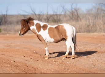 Altri pony/cavalli di piccola taglia, Castrone, 6 Anni, 97 cm