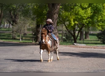 Altri pony/cavalli di piccola taglia, Castrone, 6 Anni, 97 cm