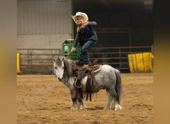 Altri pony/cavalli di piccola taglia, Castrone, 6 Anni, 97 cm, Grigio