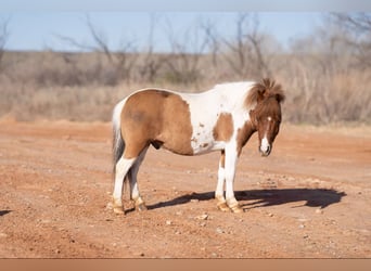 Altri pony/cavalli di piccola taglia, Castrone, 6 Anni, 97 cm