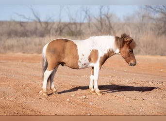 Altri pony/cavalli di piccola taglia, Castrone, 6 Anni, 97 cm