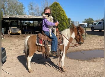 Altri pony/cavalli di piccola taglia, Castrone, 6 Anni, 97 cm