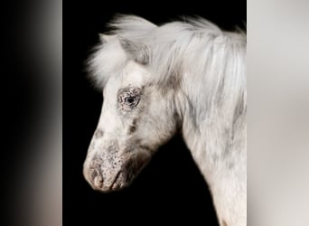 Altri pony/cavalli di piccola taglia, Castrone, 6 Anni, 97 cm, Pezzato