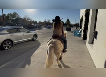 Altri pony/cavalli di piccola taglia, Castrone, 6 Anni, 97 cm, Pezzato