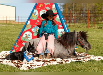 Altri pony/cavalli di piccola taglia, Castrone, 6 Anni, 97 cm, Roano blu
