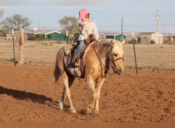 Altri pony/cavalli di piccola taglia, Castrone, 6 Anni, Palomino