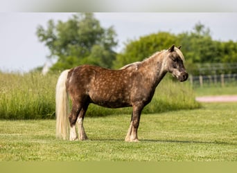 Altri pony/cavalli di piccola taglia, Castrone, 7 Anni, 102 cm