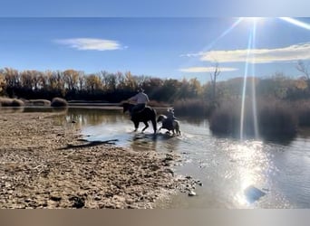 Altri pony/cavalli di piccola taglia, Castrone, 7 Anni, 102 cm, Tobiano-tutti i colori