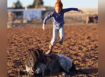 Altri pony/cavalli di piccola taglia, Castrone, 7 Anni, 107 cm, Roano blu