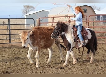 Altri pony/cavalli di piccola taglia, Castrone, 7 Anni, 109 cm, Pezzato