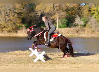Altri pony/cavalli di piccola taglia, Castrone, 7 Anni, 112 cm, Morello