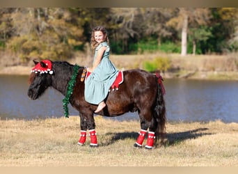 Altri pony/cavalli di piccola taglia, Castrone, 7 Anni, 112 cm, Morello