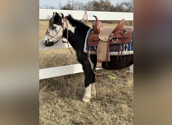Altri pony/cavalli di piccola taglia, Castrone, 7 Anni, 112 cm, Pezzato