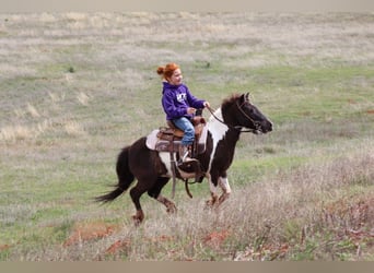 Altri pony/cavalli di piccola taglia, Castrone, 7 Anni, 112 cm, Pezzato
