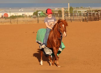 Altri pony/cavalli di piccola taglia, Castrone, 7 Anni, 114 cm, Sauro ciliegia