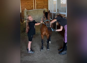 Altri pony/cavalli di piccola taglia, Castrone, 7 Anni, 116 cm, Baio
