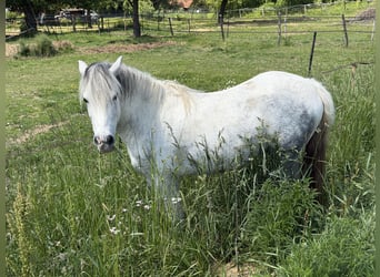 Altri pony/cavalli di piccola taglia, Castrone, 7 Anni, 120 cm, Grigio pezzato
