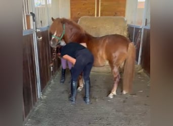 Altri pony/cavalli di piccola taglia, Castrone, 7 Anni, 125 cm, Sauro