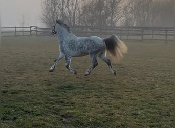 Altri pony/cavalli di piccola taglia, Castrone, 7 Anni, 127 cm, Grigio