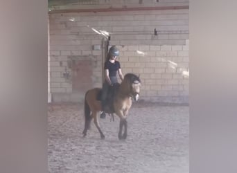 Altri pony/cavalli di piccola taglia, Castrone, 7 Anni, 130 cm, Falbo