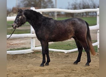 Altri pony/cavalli di piccola taglia, Castrone, 7 Anni, 130 cm, Grigio