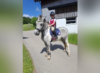 Altri pony/cavalli di piccola taglia, Castrone, 7 Anni, 130 cm, Grigio