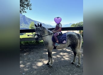 Altri pony/cavalli di piccola taglia, Castrone, 7 Anni, 130 cm, Grigio