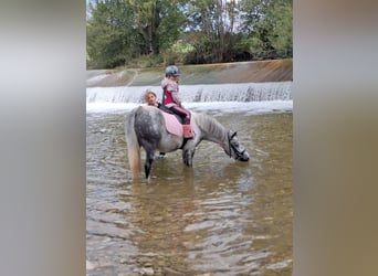 Altri pony/cavalli di piccola taglia, Castrone, 7 Anni, 130 cm, Grigio