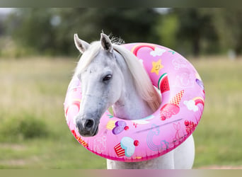 Altri pony/cavalli di piccola taglia, Castrone, 7 Anni, 130 cm, Grigio