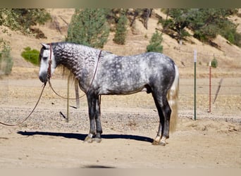 Altri pony/cavalli di piccola taglia, Castrone, 7 Anni, 137 cm, Grigio