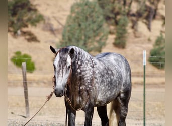 Altri pony/cavalli di piccola taglia, Castrone, 7 Anni, 137 cm, Grigio