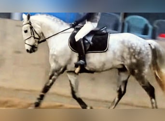 Altri pony/cavalli di piccola taglia Mix, Castrone, 7 Anni, 140 cm, Grigio pezzato